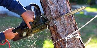 Lawn Pest Prevention in Dixon Lane Meadow Creek, CA