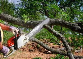 Tree and Shrub Care in Dixon Lane Meadow Creek, CA
