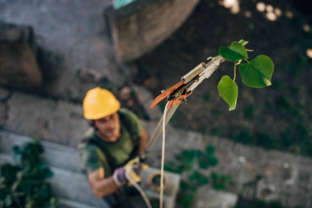 Best Tree Maintenance Programs  in Dixon Lane Meadow Creek, CA