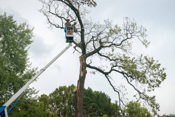 Best Fruit Tree Pruning  in Dixon Lane Meadow Creek, CA