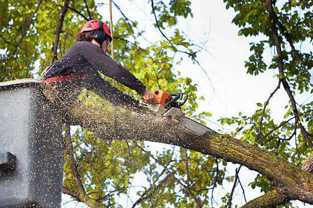 Best Emergency Tree Removal  in Dixon Lane Meadow Creek, CA