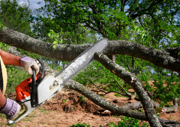 How Our Tree Care Process Works  in  Dixon Lane Meadow Creek, CA